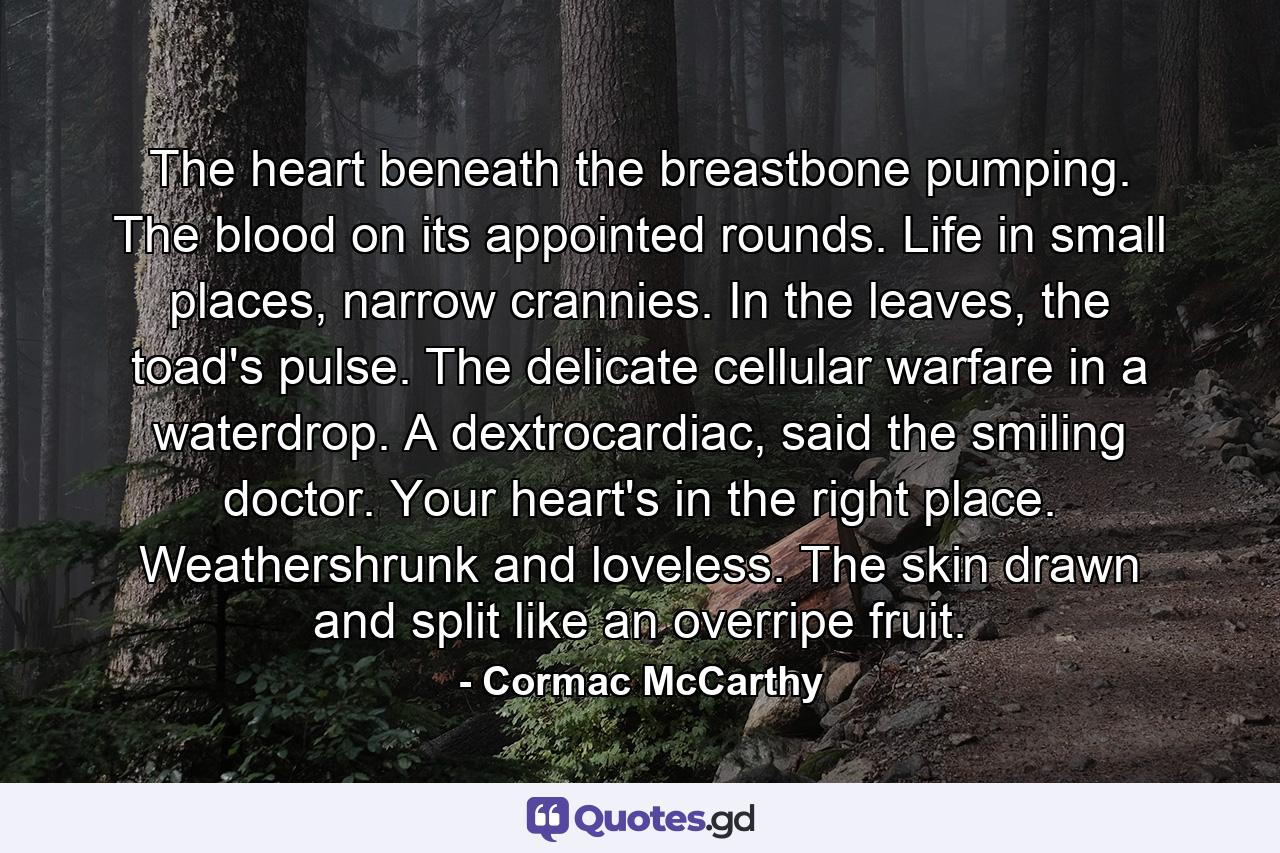 The heart beneath the breastbone pumping. The blood on its appointed rounds. Life in small places, narrow crannies. In the leaves, the toad's pulse. The delicate cellular warfare in a waterdrop. A dextrocardiac, said the smiling doctor. Your heart's in the right place. Weathershrunk and loveless. The skin drawn and split like an overripe fruit. - Quote by Cormac McCarthy