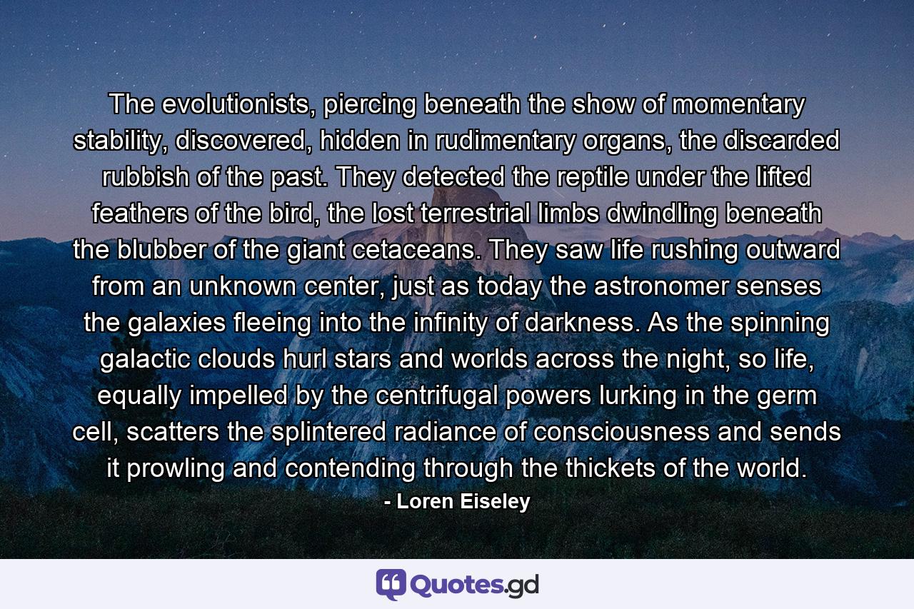 The evolutionists, piercing beneath the show of momentary stability, discovered, hidden in rudimentary organs, the discarded rubbish of the past. They detected the reptile under the lifted feathers of the bird, the lost terrestrial limbs dwindling beneath the blubber of the giant cetaceans. They saw life rushing outward from an unknown center, just as today the astronomer senses the galaxies fleeing into the infinity of darkness. As the spinning galactic clouds hurl stars and worlds across the night, so life, equally impelled by the centrifugal powers lurking in the germ cell, scatters the splintered radiance of consciousness and sends it prowling and contending through the thickets of the world. - Quote by Loren Eiseley