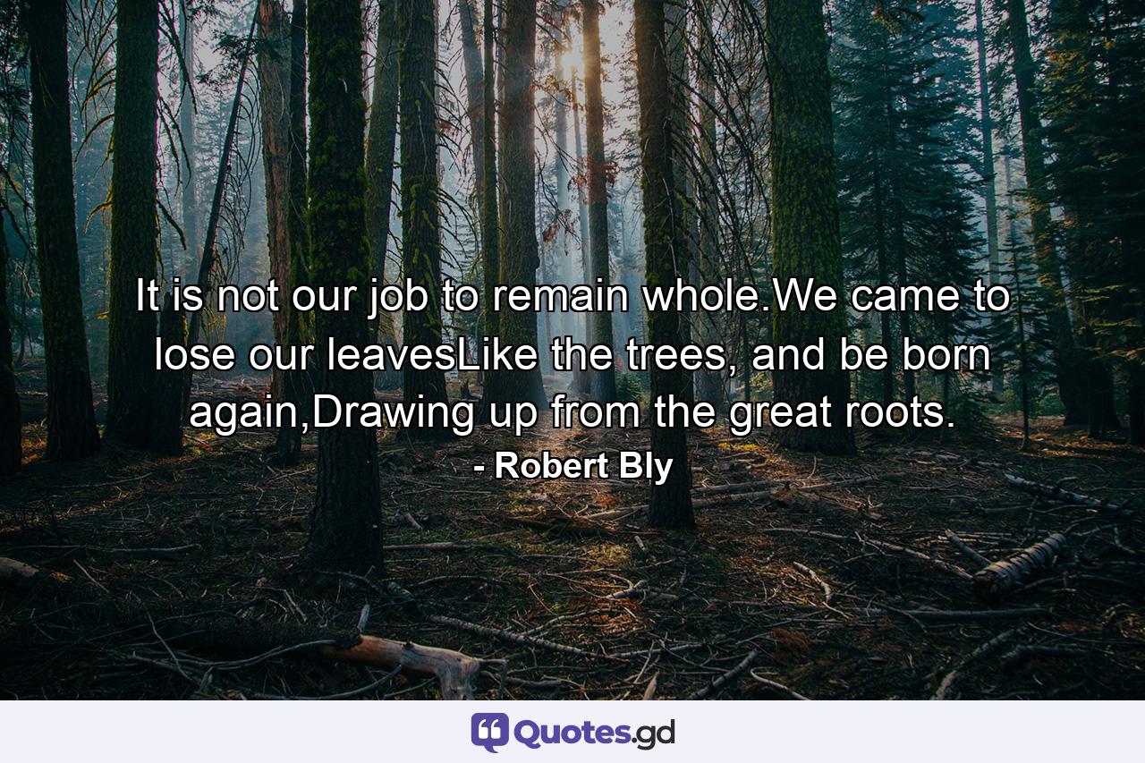 It is not our job to remain whole.We came to lose our leavesLike the trees, and be born again,Drawing up from the great roots. - Quote by Robert Bly