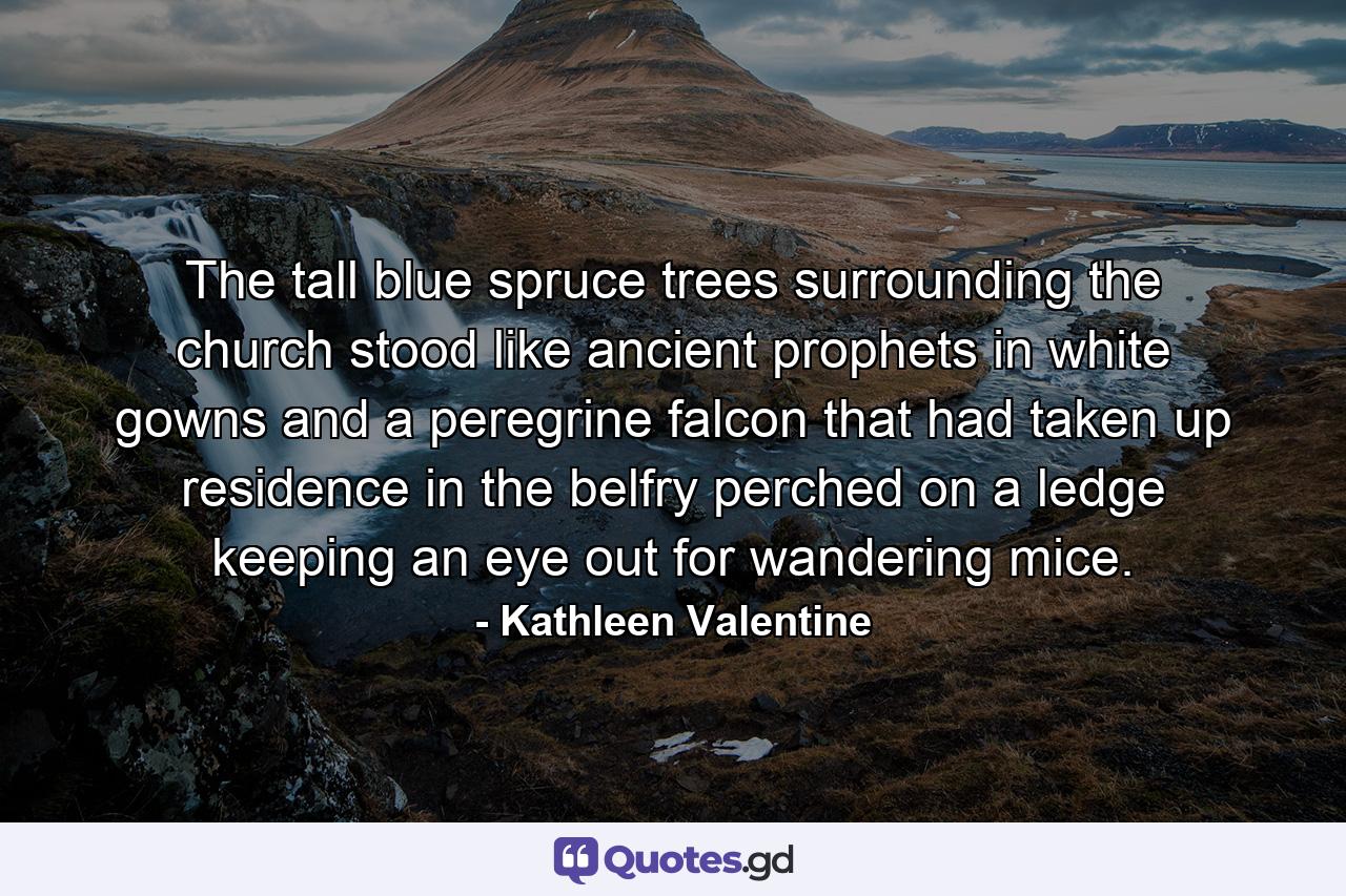 The tall blue spruce trees surrounding the church stood like ancient prophets in white gowns and a peregrine falcon that had taken up residence in the belfry perched on a ledge keeping an eye out for wandering mice. - Quote by Kathleen Valentine