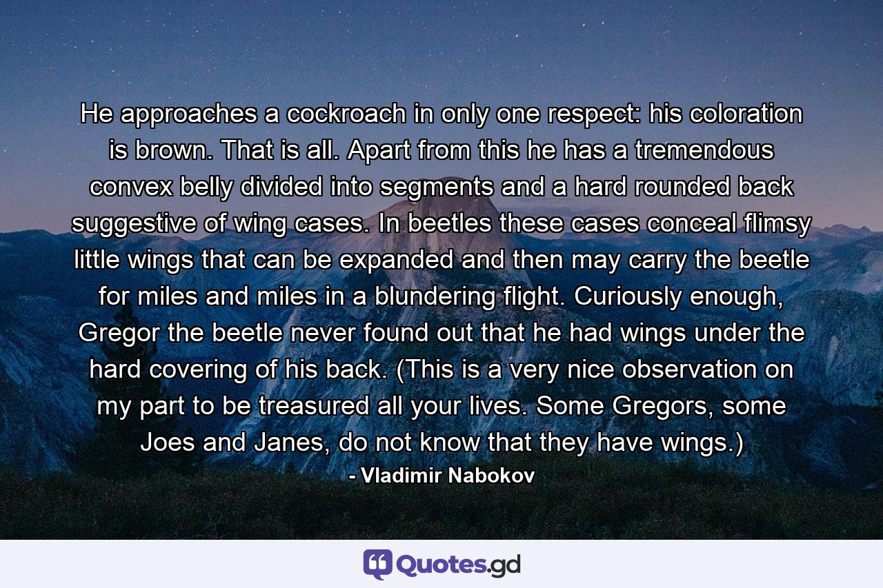 He approaches a cockroach in only one respect: his coloration is brown. That is all. Apart from this he has a tremendous convex belly divided into segments and a hard rounded back suggestive of wing cases. In beetles these cases conceal flimsy little wings that can be expanded and then may carry the beetle for miles and miles in a blundering flight. Curiously enough, Gregor the beetle never found out that he had wings under the hard covering of his back. (This is a very nice observation on my part to be treasured all your lives. Some Gregors, some Joes and Janes, do not know that they have wings.) - Quote by Vladimir Nabokov