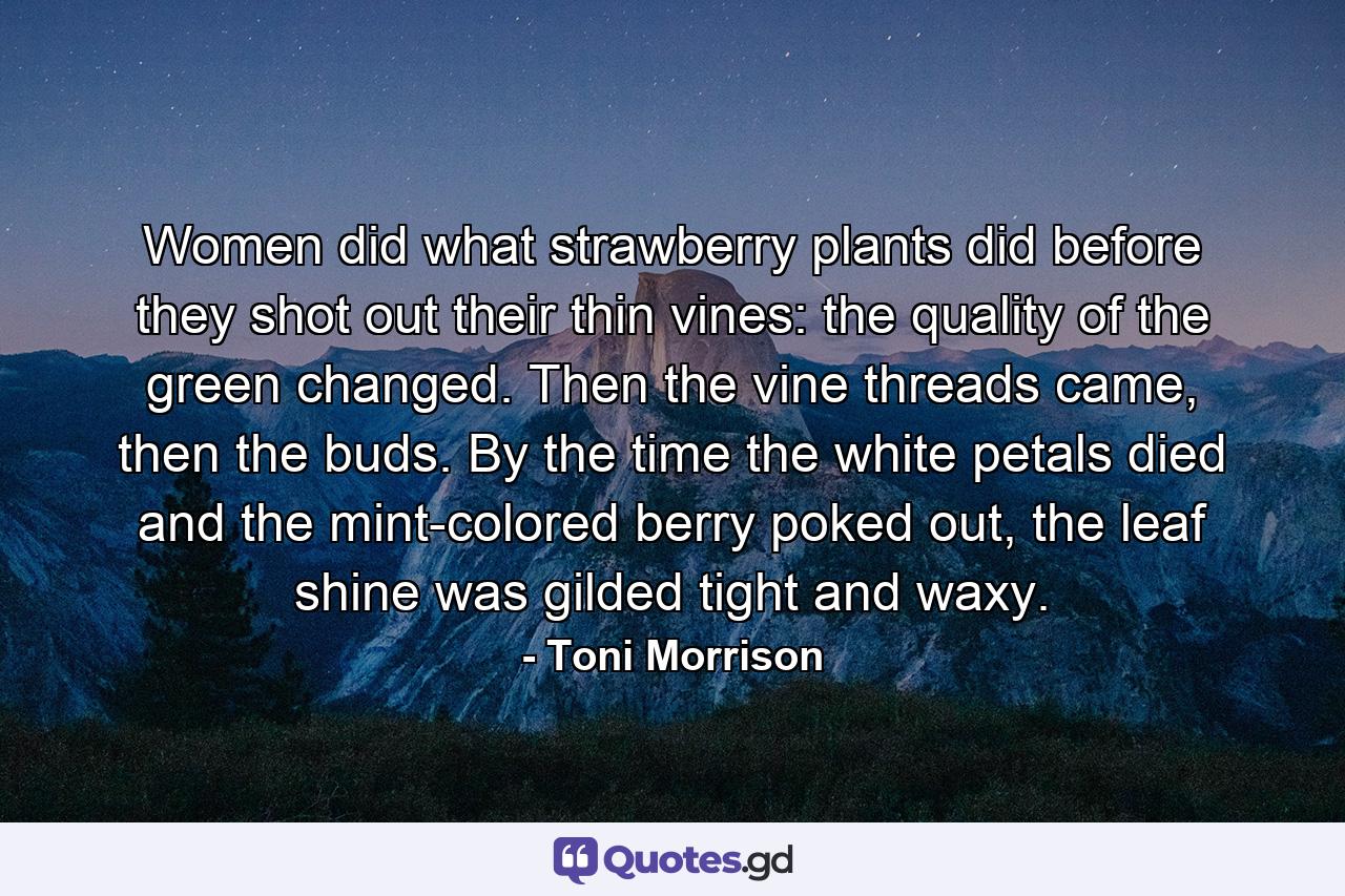 Women did what strawberry plants did before they shot out their thin vines: the quality of the green changed. Then the vine threads came, then the buds. By the time the white petals died and the mint-colored berry poked out, the leaf shine was gilded tight and waxy. - Quote by Toni Morrison