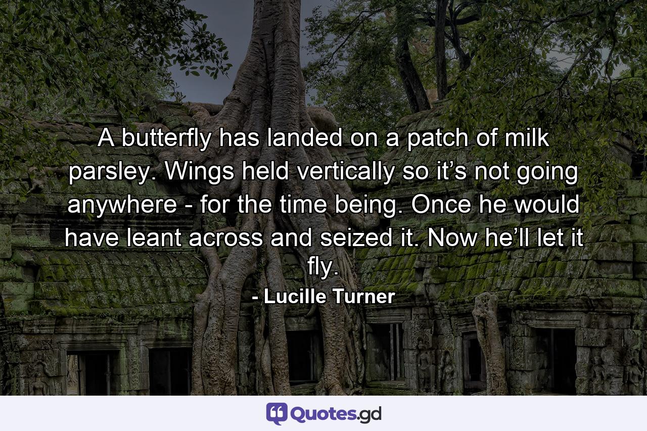 A butterfly has landed on a patch of milk parsley. Wings held vertically so it’s not going anywhere - for the time being. Once he would have leant across and seized it. Now he’ll let it fly. - Quote by Lucille Turner