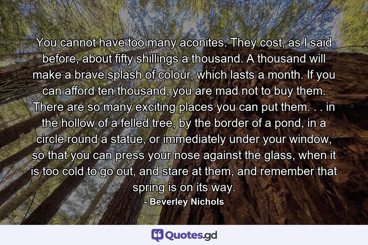 You cannot have too many aconites. They cost, as I said before, about fifty shillings a thousand. A thousand will make a brave splash of colour, which lasts a month. If you can afford ten thousand, you are mad not to buy them. There are so many exciting places you can put them. . . in the hollow of a felled tree, by the border of a pond, in a circle round a statue, or immediately under your window, so that you can press your nose against the glass, when it is too cold to go out, and stare at them, and remember that spring is on its way. - Quote by Beverley Nichols