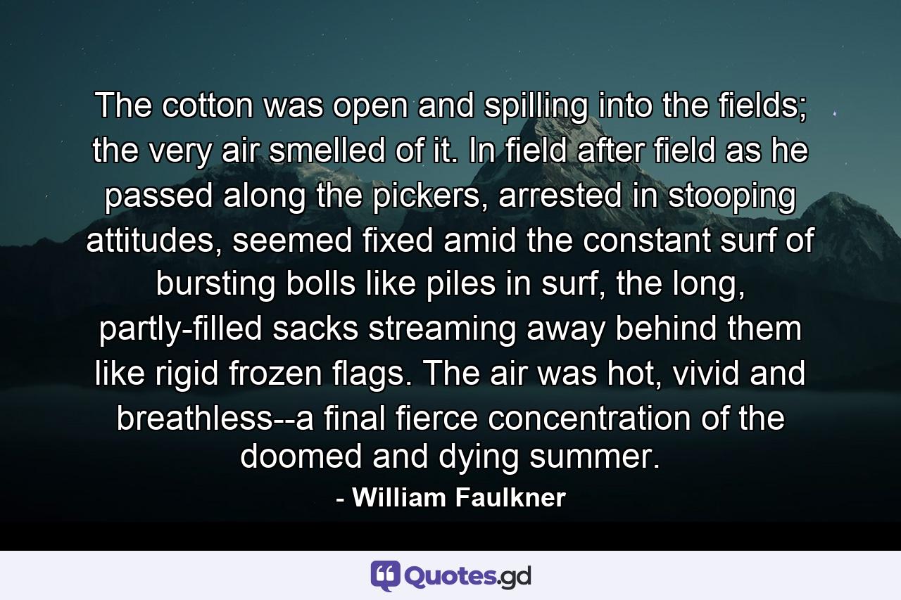 The cotton was open and spilling into the fields; the very air smelled of it. In field after field as he passed along the pickers, arrested in stooping attitudes, seemed fixed amid the constant surf of bursting bolls like piles in surf, the long, partly-filled sacks streaming away behind them like rigid frozen flags. The air was hot, vivid and breathless--a final fierce concentration of the doomed and dying summer. - Quote by William Faulkner