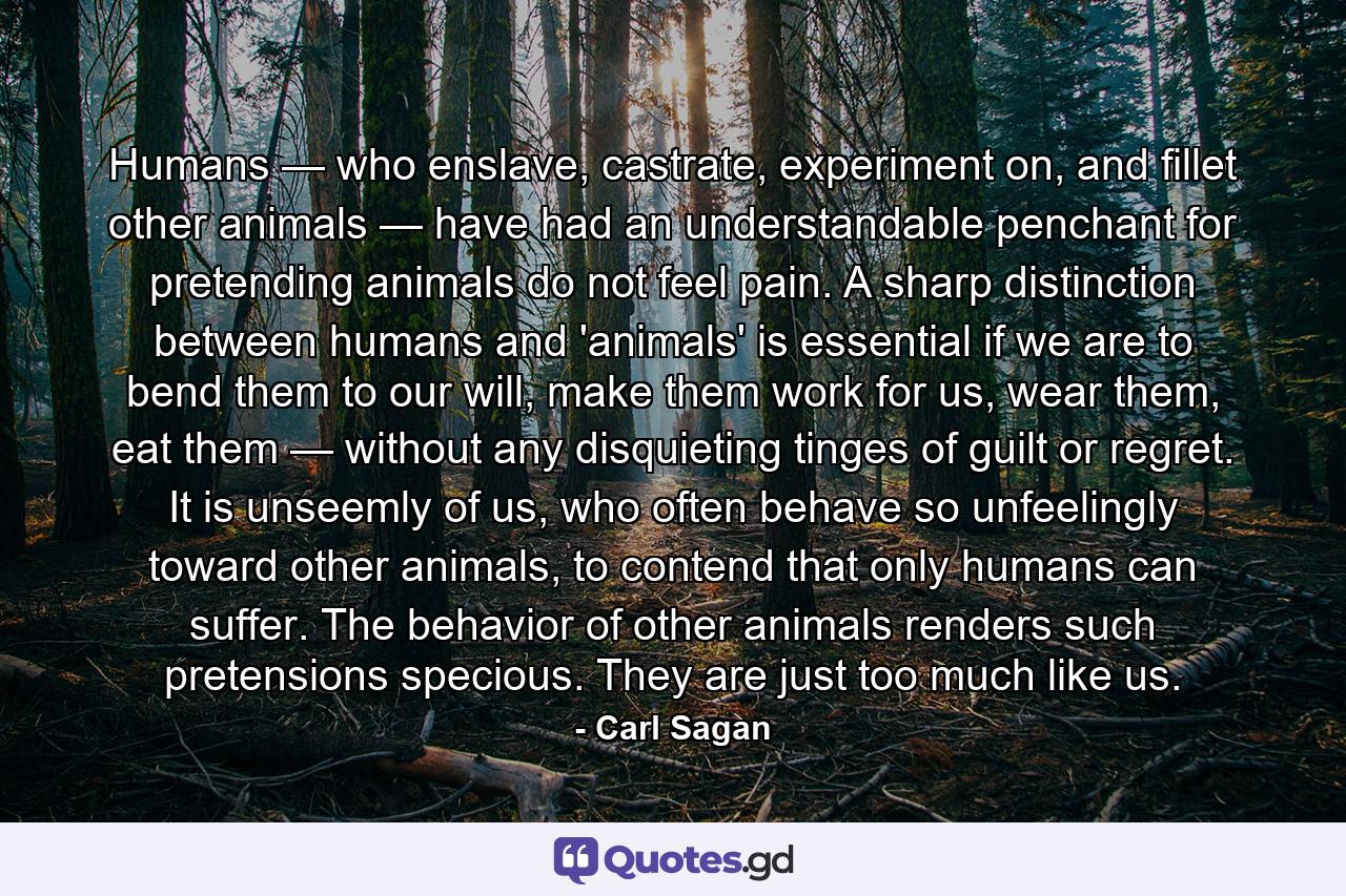 Humans — who enslave, castrate, experiment on, and fillet other animals — have had an understandable penchant for pretending animals do not feel pain. A sharp distinction between humans and 'animals' is essential if we are to bend them to our will, make them work for us, wear them, eat them — without any disquieting tinges of guilt or regret. It is unseemly of us, who often behave so unfeelingly toward other animals, to contend that only humans can suffer. The behavior of other animals renders such pretensions specious. They are just too much like us. - Quote by Carl Sagan