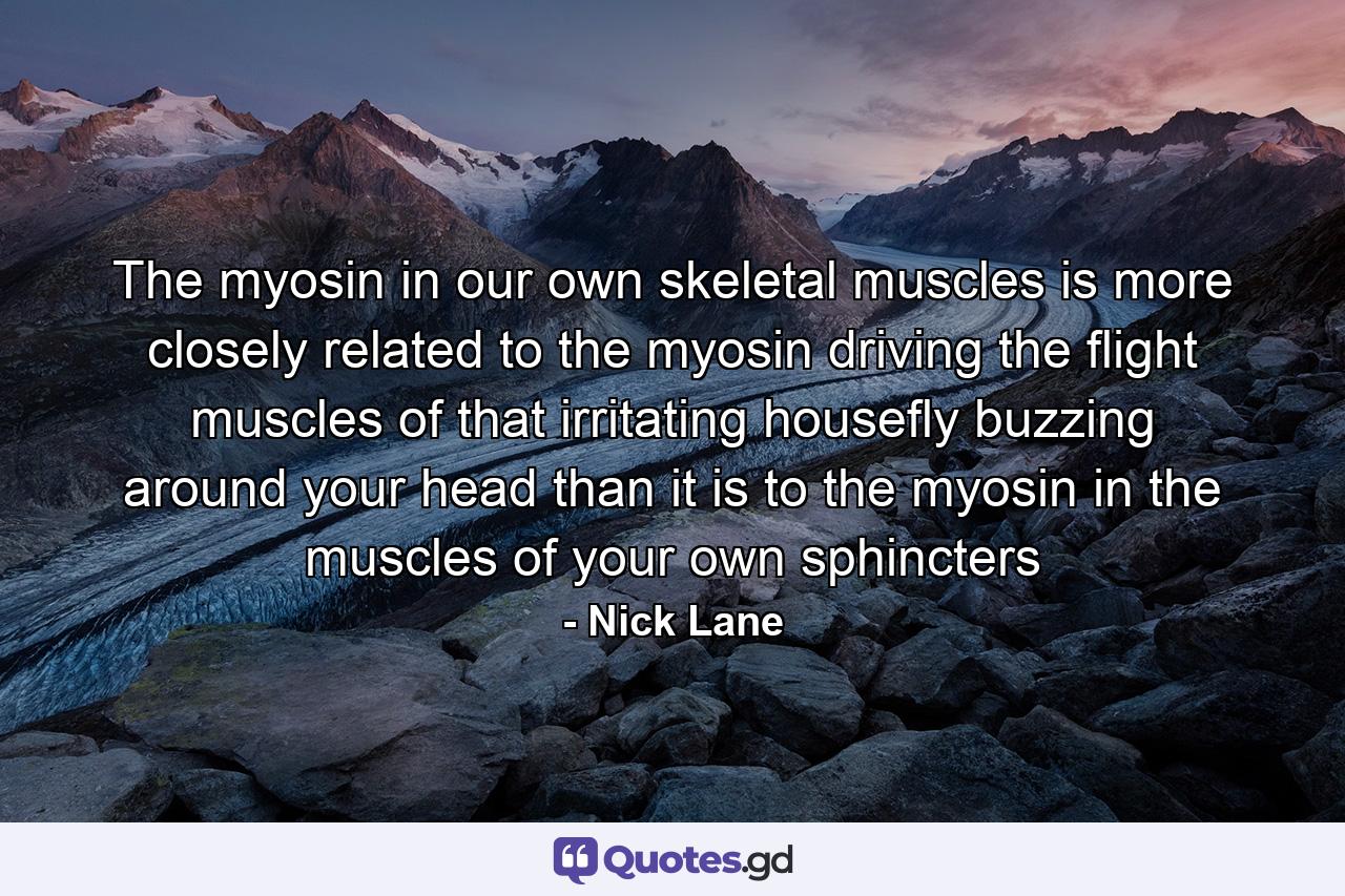 The myosin in our own skeletal muscles is more closely related to the myosin driving the flight muscles of that irritating housefly buzzing around your head than it is to the myosin in the muscles of your own sphincters - Quote by Nick Lane