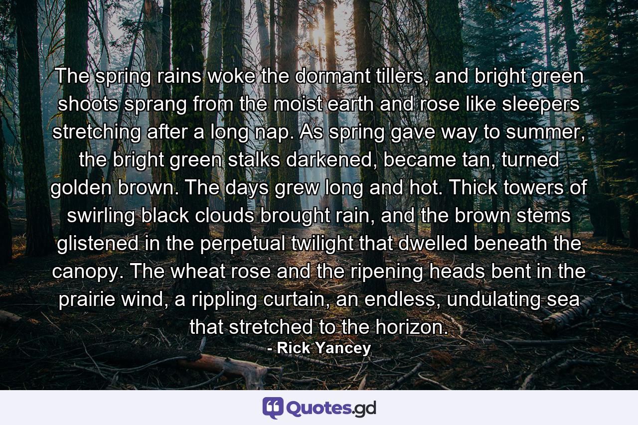 The spring rains woke the dormant tillers, and bright green shoots sprang from the moist earth and rose like sleepers stretching after a long nap. As spring gave way to summer, the bright green stalks darkened, became tan, turned golden brown. The days grew long and hot. Thick towers of swirling black clouds brought rain, and the brown stems glistened in the perpetual twilight that dwelled beneath the canopy. The wheat rose and the ripening heads bent in the prairie wind, a rippling curtain, an endless, undulating sea that stretched to the horizon. - Quote by Rick Yancey