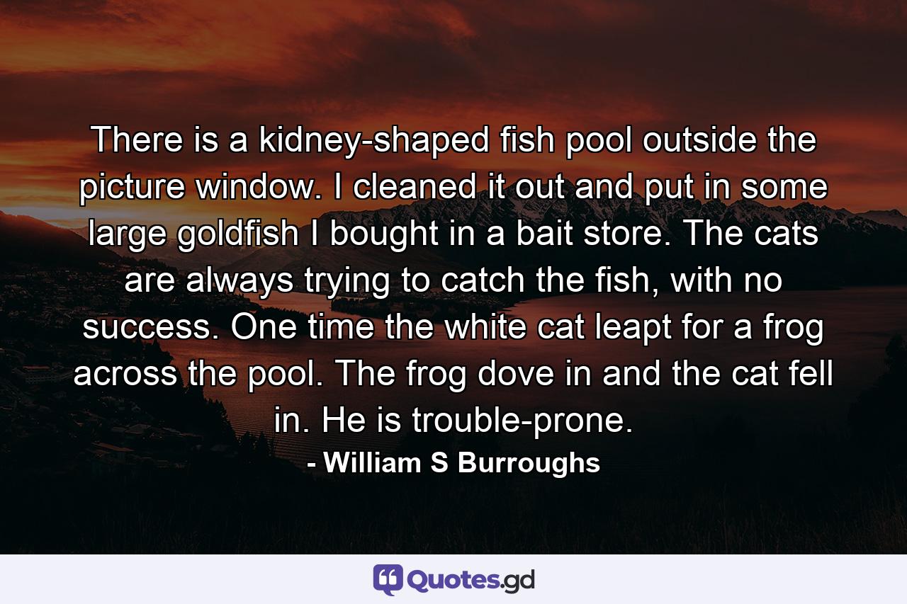 There is a kidney-shaped fish pool outside the picture window. I cleaned it out and put in some large goldfish I bought in a bait store. The cats are always trying to catch the fish, with no success. One time the white cat leapt for a frog across the pool. The frog dove in and the cat fell in. He is trouble-prone. - Quote by William S Burroughs