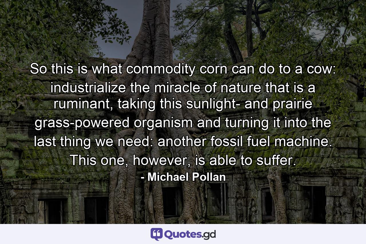 So this is what commodity corn can do to a cow: industrialize the miracle of nature that is a ruminant, taking this sunlight- and prairie grass-powered organism and turning it into the last thing we need: another fossil fuel machine. This one, however, is able to suffer. - Quote by Michael Pollan