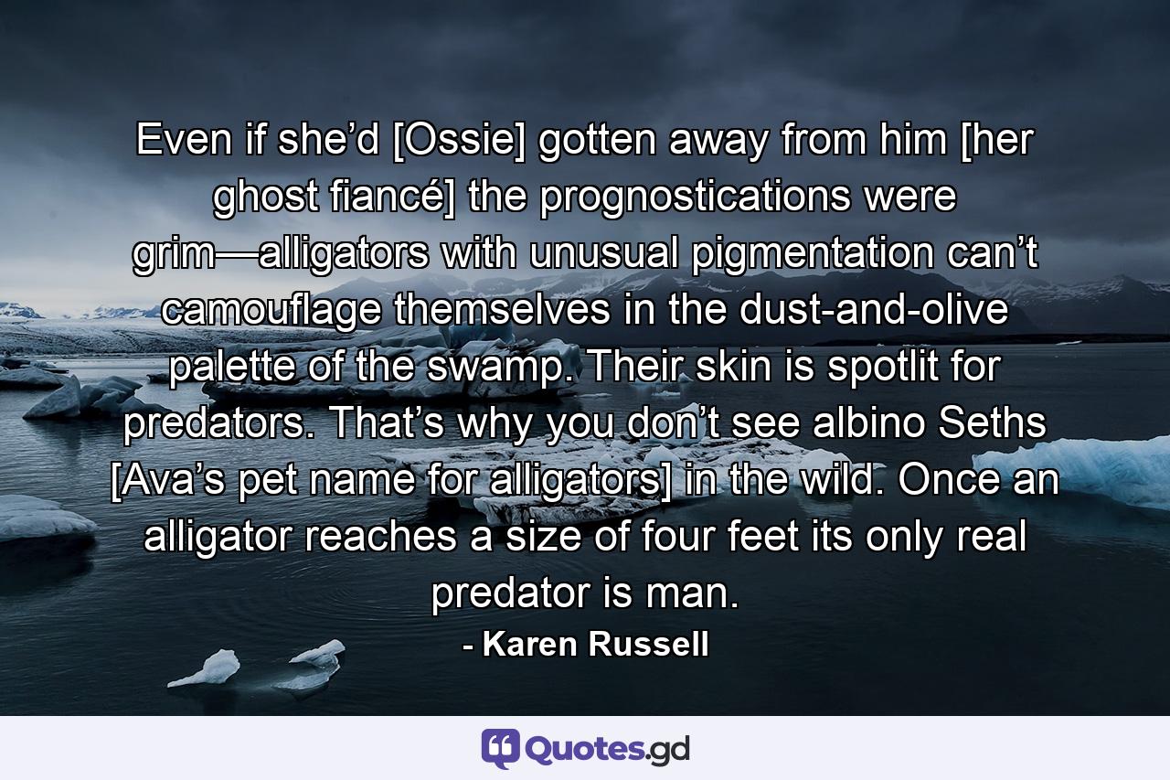 Even if she’d [Ossie] gotten away from him [her ghost fiancé] the prognostications were grim—alligators with unusual pigmentation can’t camouflage themselves in the dust-and-olive palette of the swamp. Their skin is spotlit for predators. That’s why you don’t see albino Seths [Ava’s pet name for alligators] in the wild. Once an alligator reaches a size of four feet its only real predator is man. - Quote by Karen Russell