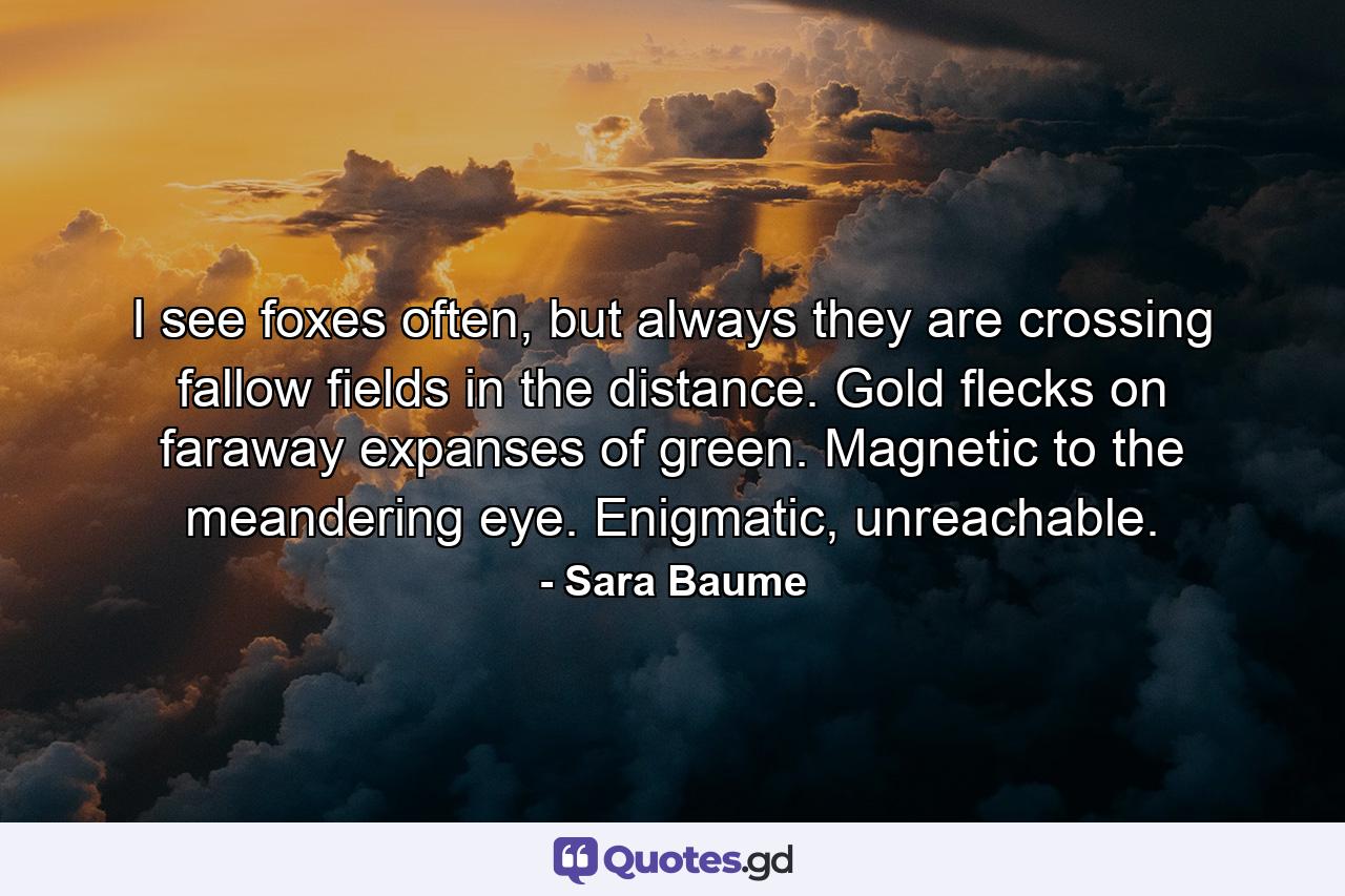 I see foxes often, but always they are crossing fallow fields in the distance. Gold flecks on faraway expanses of green. Magnetic to the meandering eye. Enigmatic, unreachable. - Quote by Sara Baume